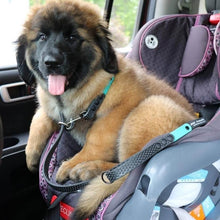 Load image into Gallery viewer, Color Tab+Black "Get a Grip" DAE Lead Leash WIDE (Large/XL Dogs)