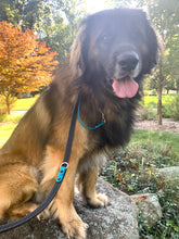 Load image into Gallery viewer, "Double Trouble" 2-Connection Grip Leash WIDE (Large/XL Dog)