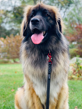 Load image into Gallery viewer, "Get a Grip" DAE Lead Leash WIDE (Large/XL Dogs)